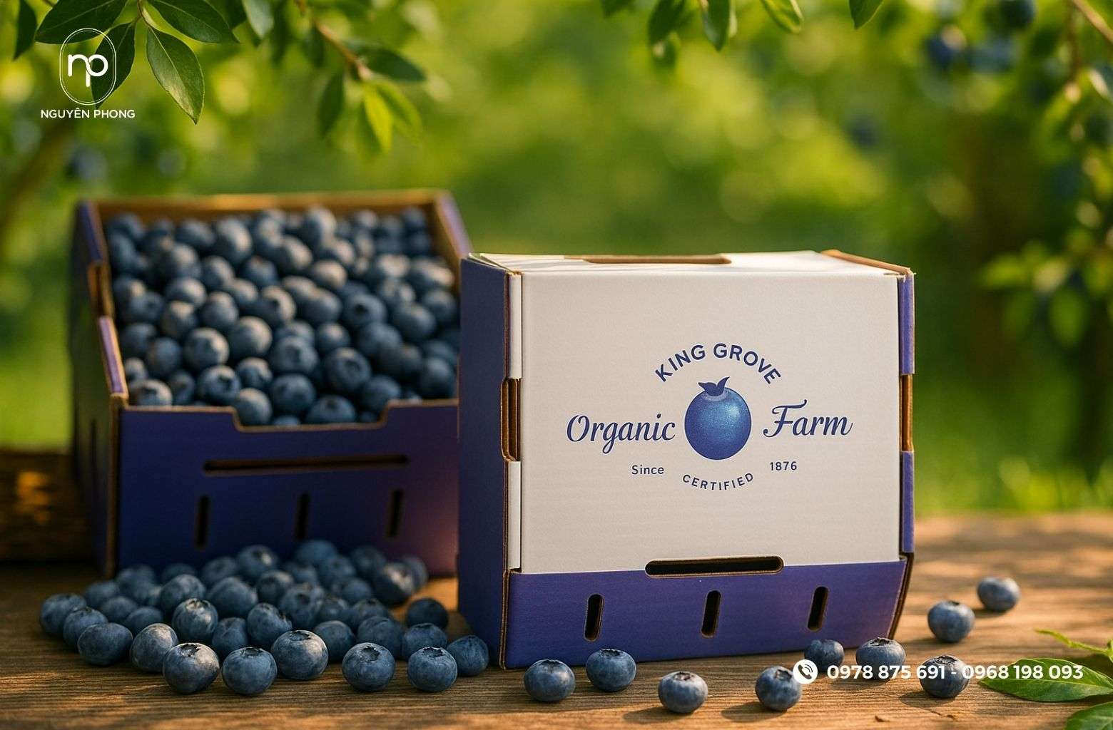 Thùng carton đựng việt quất đẹp